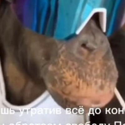 Силав Правде