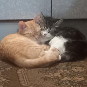 котя