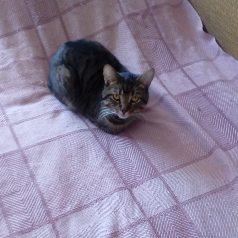 Котик Джесси